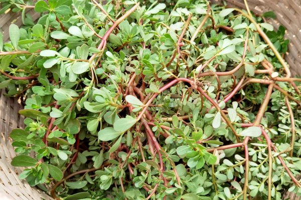 嗨牛股票 夏天，这5种蔬菜晒干后，比新鲜的更好吃，放1年不坏，随吃随取！