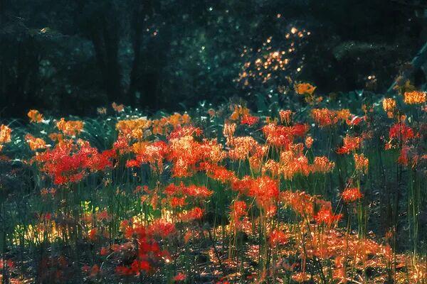 融股宝 秋初赏花“顶流”出没，提醒：有毒，别碰！